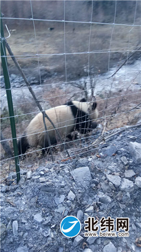 宝兴嘎日沟野生大熊猫下山 护林员与其近距离接触