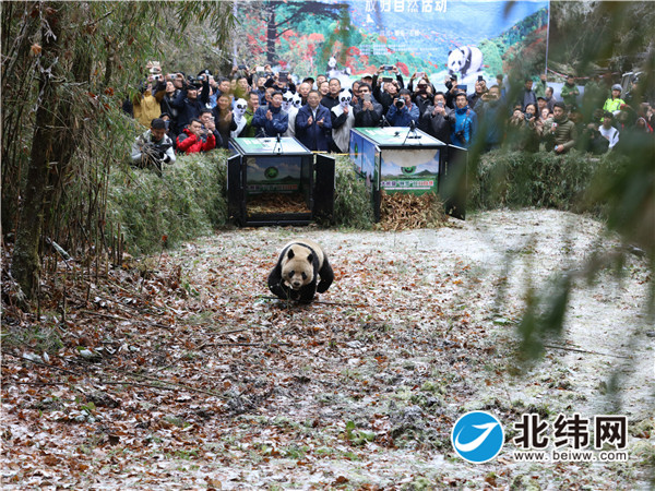 市政协委员关切项目获批 有效提升大熊猫野化放归能力