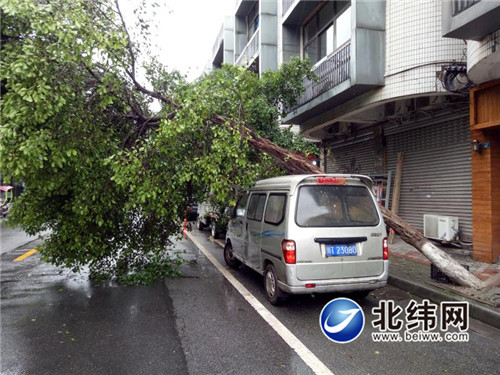 一阵“急风暴雨”突袭市区  路边大树被“吓倒了”