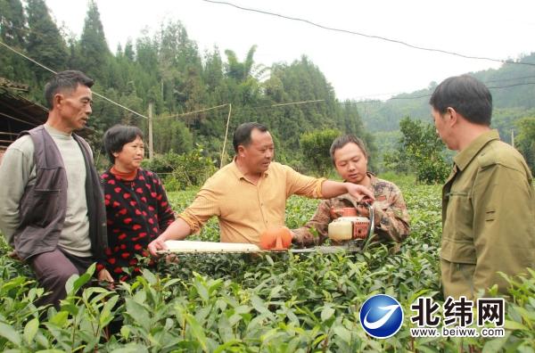 人大代表走进田间为村民传授茶叶管护技术