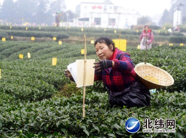 小黄板点缀绿美茶园 生物防治保春茶质量