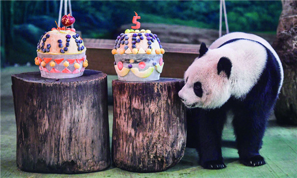 从雅安走出去的大熊猫 “星味”闪耀全世界
