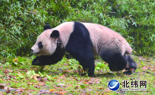 《雅安市“金熊猫”旅游服务质量等级划分与评定》 通过专家评审