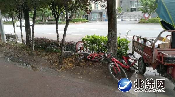 市区雅州小道：同享单车扔掉在绿化带