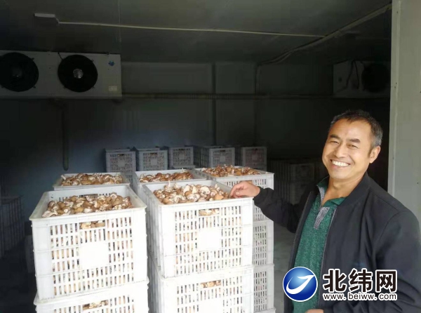 石棉县夏香菇上市已实现销售收入12.6万元