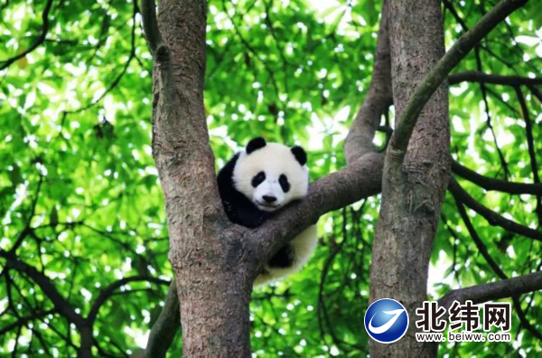 大熊猫之旅  助推文旅财富新睁开