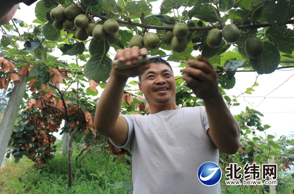 石棉县美罗乡猕猴桃产业带动村民增收致富