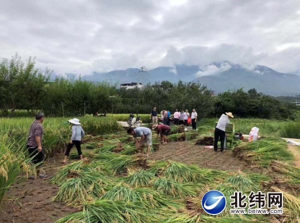 省农业农村厅在汉源组织超级稻验收活动