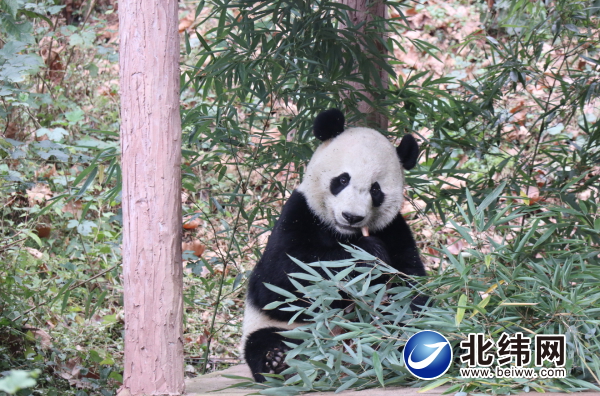 旅美大熊猫“贝贝”回到雅安