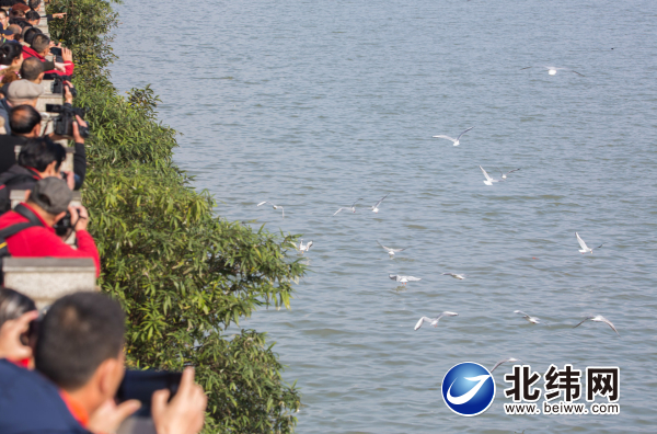 候鸟青衣江嬉戏 市民围观拍照