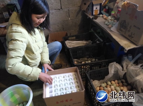 绿壳蛋鸡生出“金蛋蛋”迷信养殖助力公共奔康