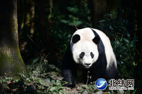 海归大熊猫“贝贝”正式与公众见面