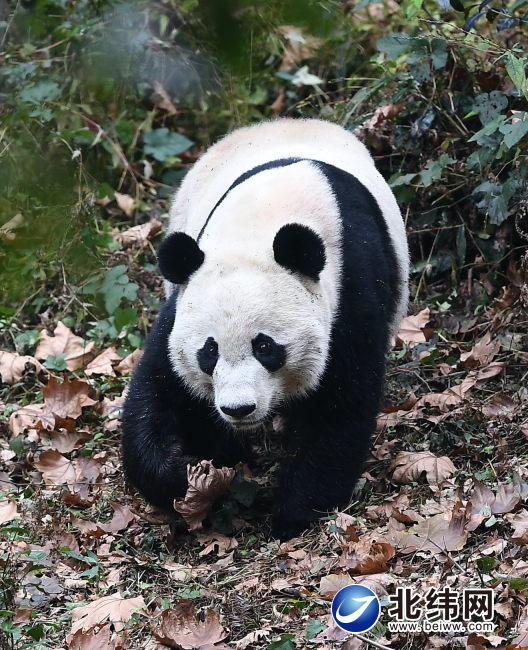 大熊猫“贝贝”归来了