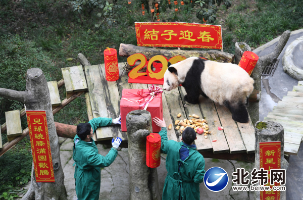 大熊猫“新星”向家乡人民拜年!