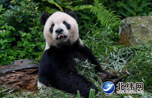 大熊猫“新星”的“星”后代