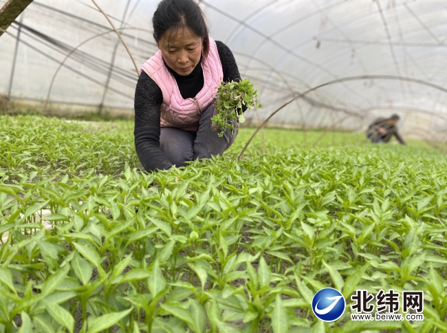 疫情防控不误农时  芦山春耕破费公平时！