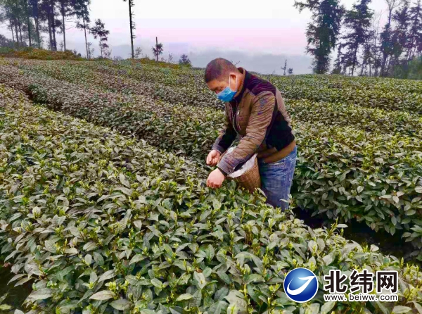 雨城区2020年春茶已开采