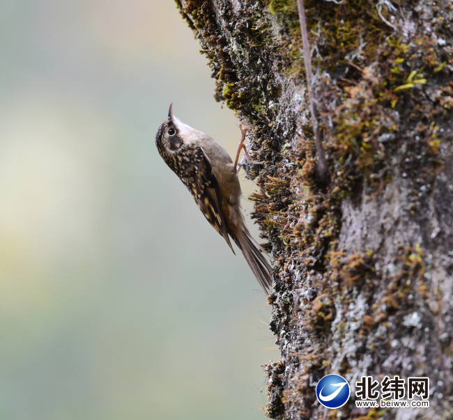 天全发现的四川旋木雀是中国人独立发现并命名的第二个鸟种
