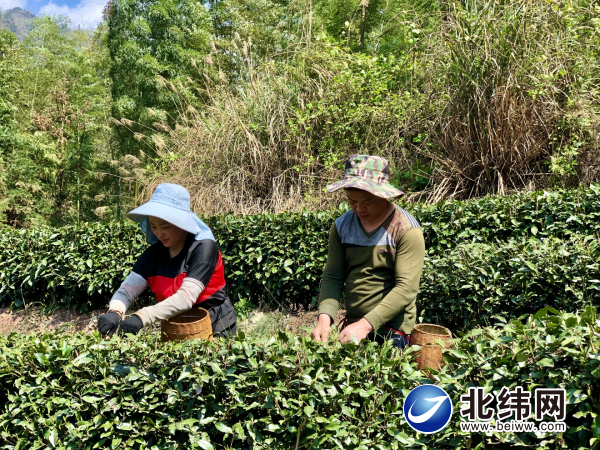 茶叶飘香助增收  产业富民促振兴