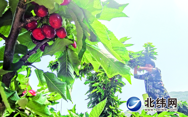 汉源5.4万余亩甜樱桃陆续进入采摘期