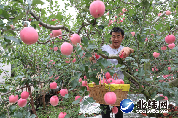 汉源县7万余亩苹果陆续上市