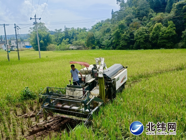 雨城区采用机械化收割方式  提高收割效率  稻谷“颗粒归仓”