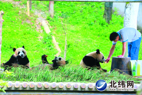 建设新型生态社区  守护大熊猫家园