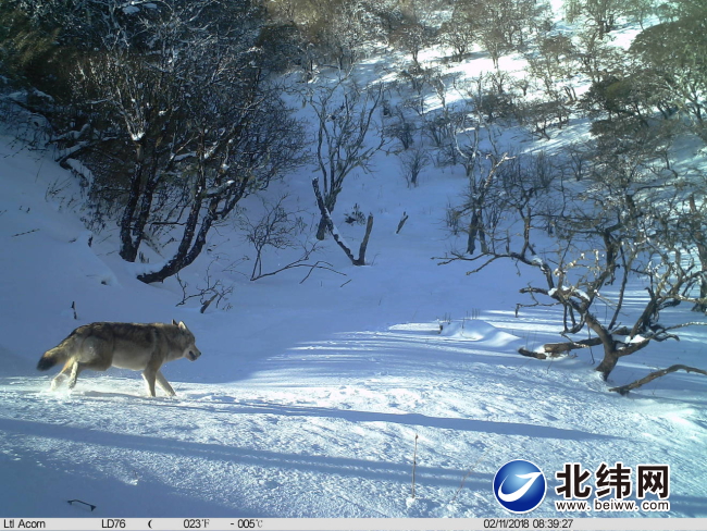 红外相机首次拍摄到五种珍稀野生动物