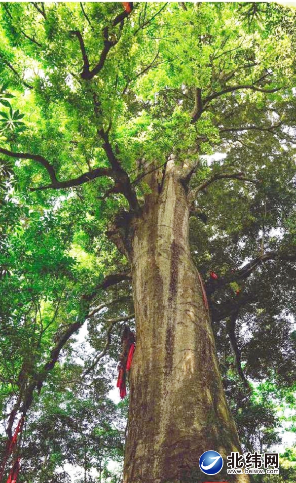雅安红豆树  中国“最美红豆树”