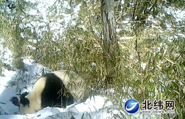 红皮毛机拍下宝兴家养大熊猫雪地喝水画面