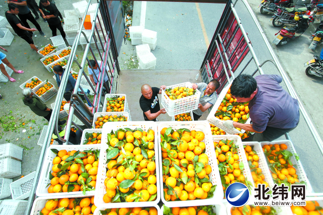 石棉县5.2万亩黄果柑正在热销中