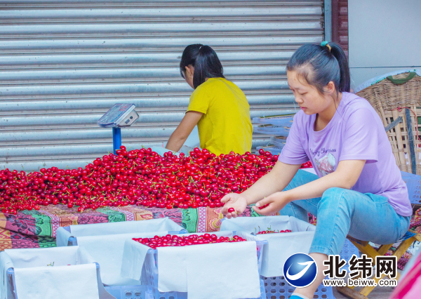 汉源县5.9万亩甜樱桃“甜蜜”上市