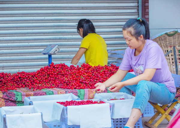 汉源县5.9万亩甜樱桃“甜蜜”上市