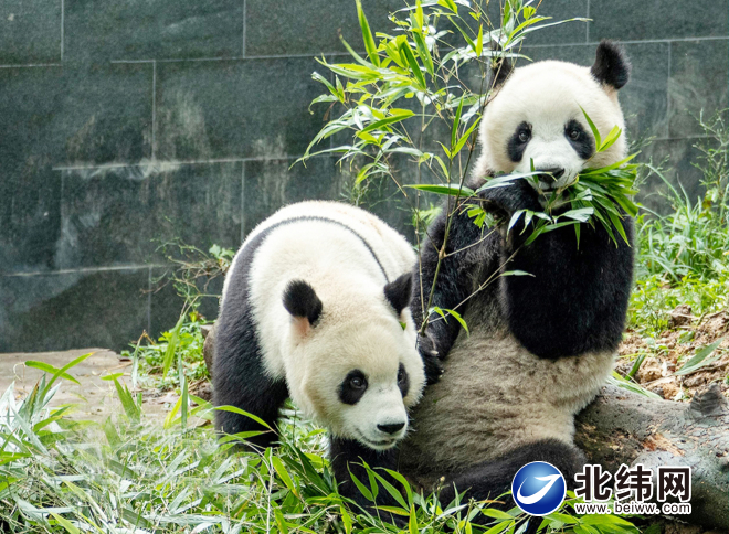大熊猫雅雅安安的幸福生活