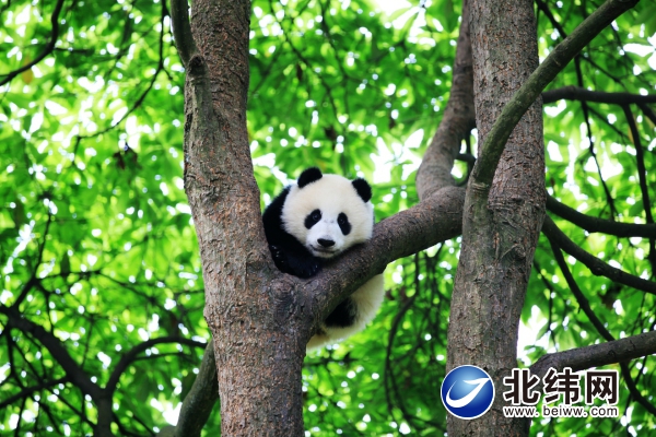 随着熊猫游雅安  走进山林享清凉