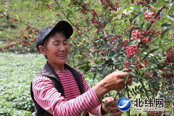 汉源县20.4万亩花椒进入采摘阶段