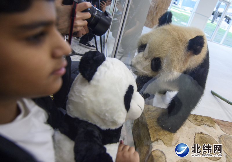 大熊猫“京京”“四海”抵达卡塔尔