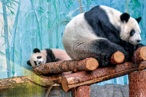 首只在俄出生大熊猫“喀秋莎”与公众见面它有雅安大熊猫血统