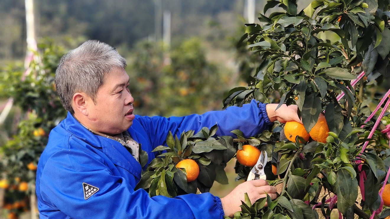 用“黄金果”带领村民走上致富路